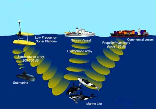 声呐对海洋生物的危害