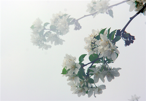 花朝节的节日风俗和各地习俗