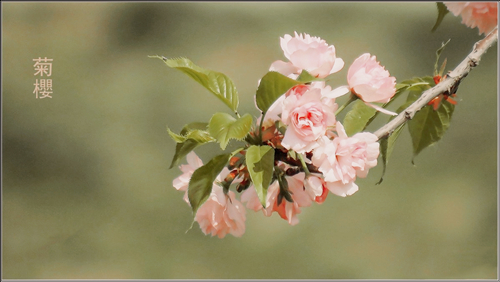 日本国花到底是樱花还是菊花