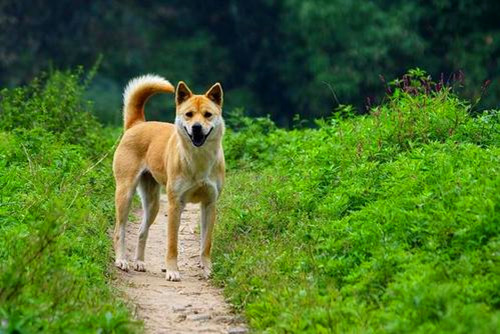 中华田园犬是什么狗