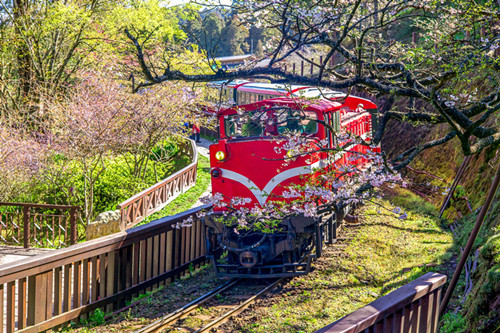 阿里山的旅游资源