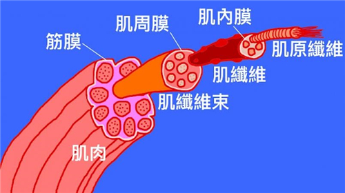 筋膜黏连是什么